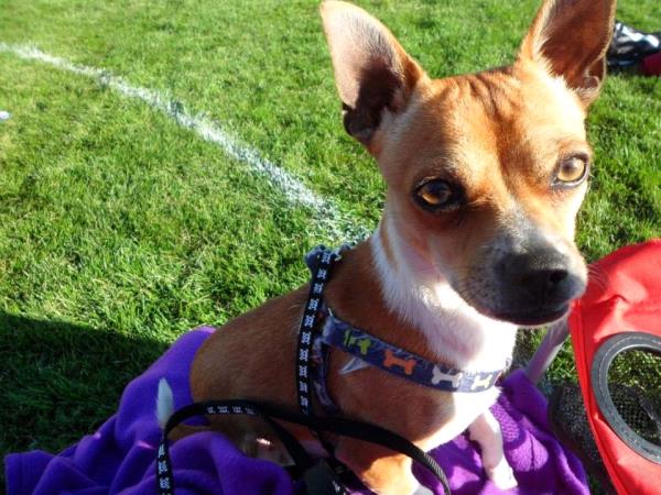 /Images/uploads/Humane Society of Utah/HSUCalendar/entries/1615thumb.jpg